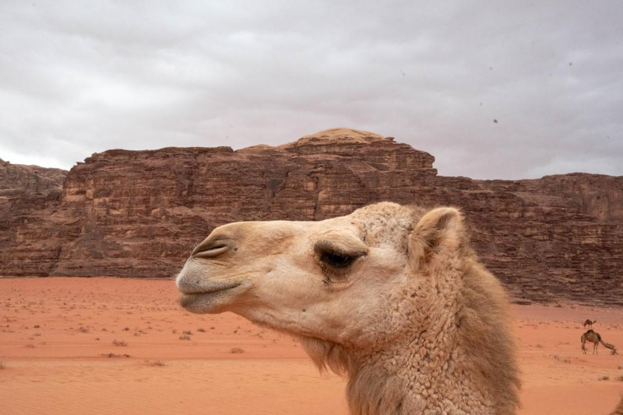 Wadi Rum Nights Exterior foto
